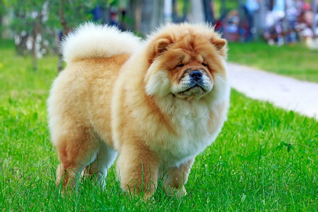 veterinar-otkriva-koi-rasi-na-kuchinja-nikogash-ne-bi-gi-kupil-i-zoshto-02.jpg