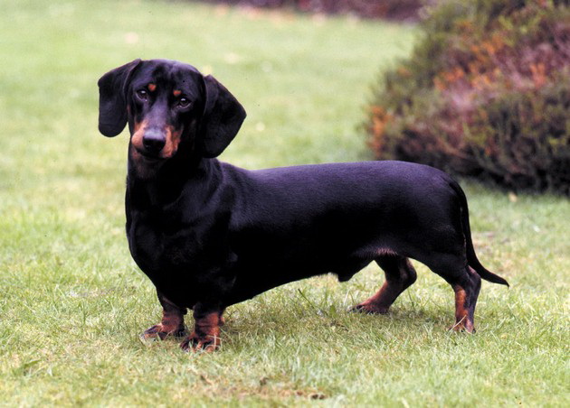 veterinar-otkriva-koi-rasi-na-kuchinja-nikogash-ne-bi-gi-kupil-i-zoshto-04.jpg