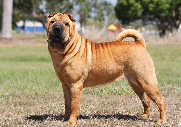 veterinar-otkriva-koi-rasi-na-kuchinja-nikogash-ne-bi-gi-kupil-i-zoshto-05.jpg