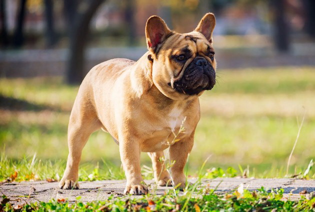 veterinar-otkriva-koi-rasi-na-kuchinja-nikogash-ne-bi-gi-kupil-i-zoshto-06.jpg