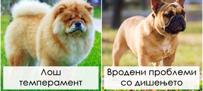 veterinar-otkriva-koi-rasi-na-kuchinja-nikogash-ne-bi-gi-kupil-i-zoshto-povekje.jpg