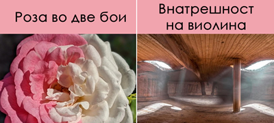 roza-vo-dve-boi-i-ushte-15-raboti-od-sekojdnevieto-koi-kje-ve-iznenadat-so-izgledot-01povekje.jpg