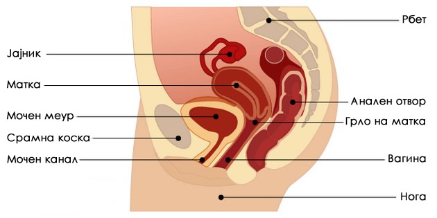 imav-genitalen-prolaps-ne-pobarav-pomosh-od-sram-zoshto-e-vazhno-da-znaete-za-ovaa-sostojba-04.jpg