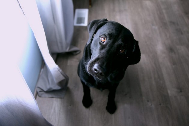 raboti-so-koi-nesvesno-mu-predizvikuvate-stres-i-anksioznost-na-vasheto-kuche-spored-veterinarist-na-vasheto-kuche-spored-veterinari-03.jpg