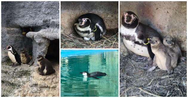 vo-skopje-zoo-prvpat-se-ispilija-bebinja-pingvini-naskoro-kje-go-doznaeme-polot-i-kje-dobijat-iminja-video-01.jpg