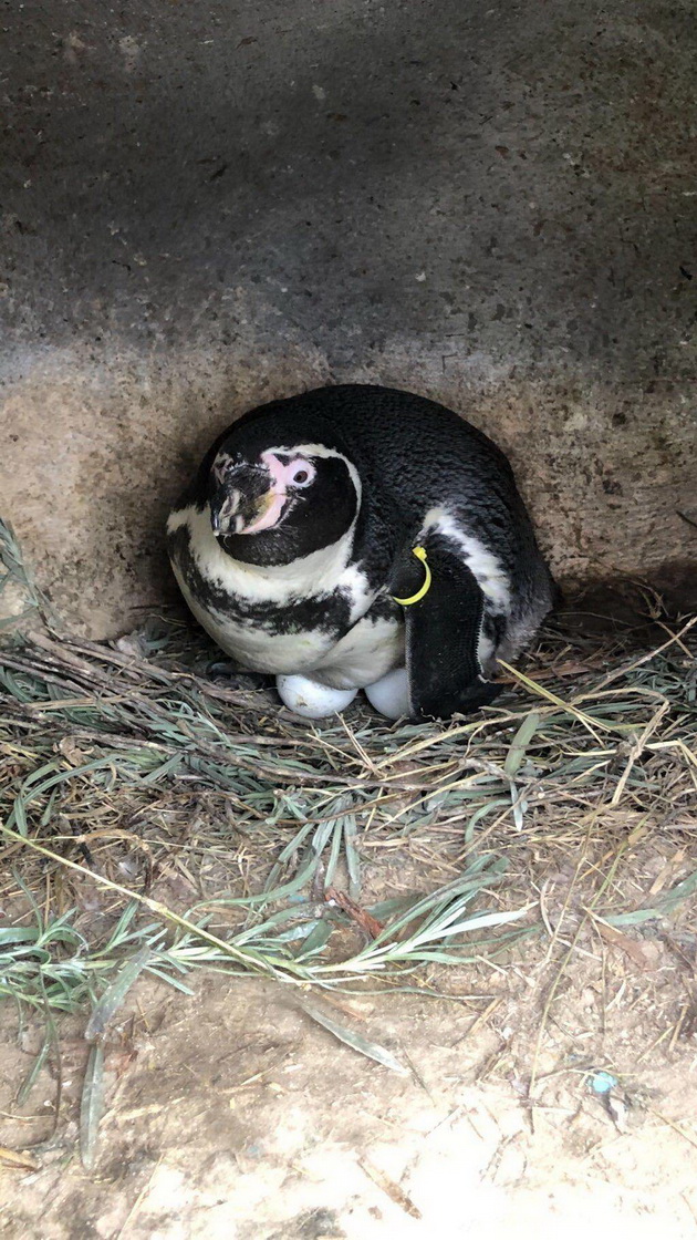 vo-skopje-zoo-prvpat-se-ispilija-bebinja-pingvini-naskoro-kje-go-doznaeme-polot-i-kje-dobijat-iminja-video-02.jpg