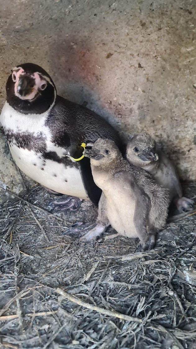 vo-skopje-zoo-prvpat-se-ispilija-bebinja-pingvini-naskoro-kje-go-doznaeme-polot-i-kje-dobijat-iminja-video-04.jpg