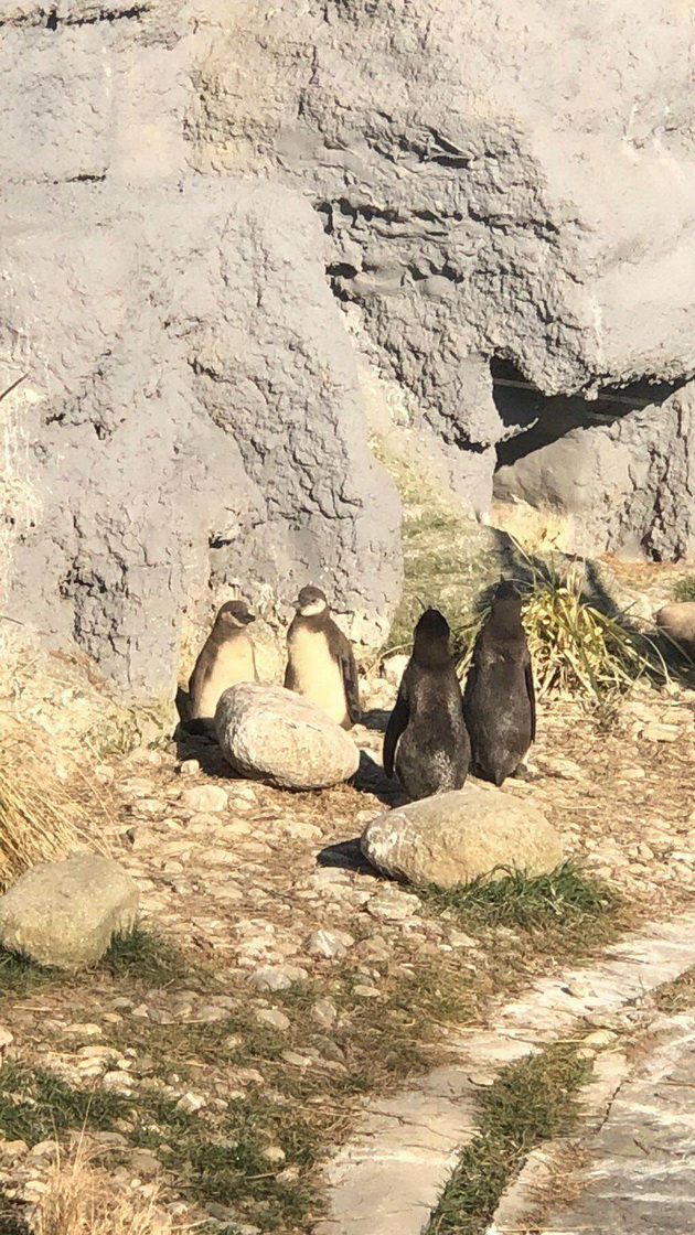 vo-skopje-zoo-prvpat-se-ispilija-bebinja-pingvini-naskoro-kje-go-doznaeme-polot-i-kje-dobijat-iminja-video-05.jpg