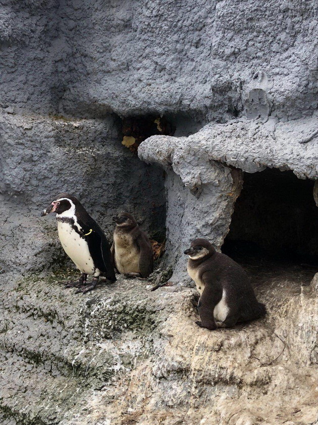 vo-skopje-zoo-prvpat-se-ispilija-bebinja-pingvini-naskoro-kje-go-doznaeme-polot-i-kje-dobijat-iminja-video-06.jpg