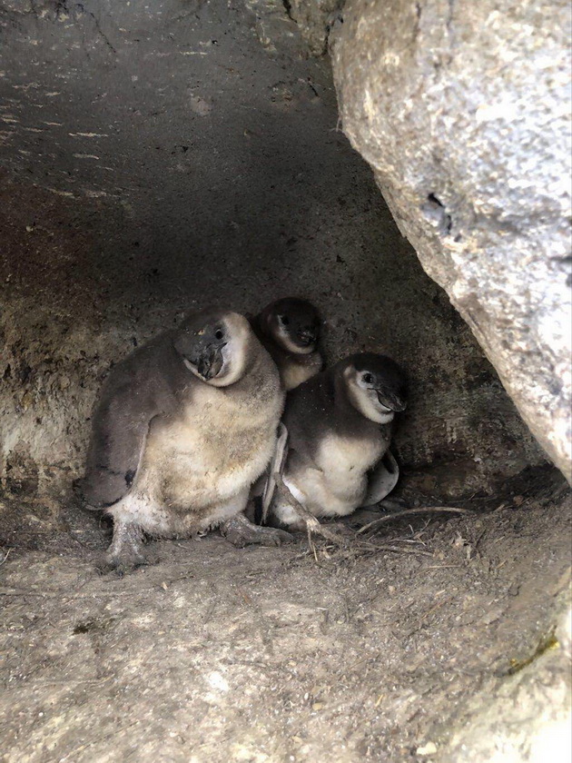 vo-skopje-zoo-prvpat-se-ispilija-bebinja-pingvini-naskoro-kje-go-doznaeme-polot-i-kje-dobijat-iminja-video-07.jpg