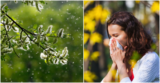 dali-narodnite-lekovi-se-efikasni-za-sezonski-alergii-i-kako-da-gi-namalite-simptomite01.jpg