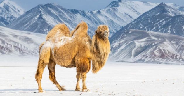 festival-posveten-na-lov-na-orli-sladoledot-e-tradicionalen-zimski-desert-10-dokazi-deka-mongolija-e-unikatna-zemja-05.jpg