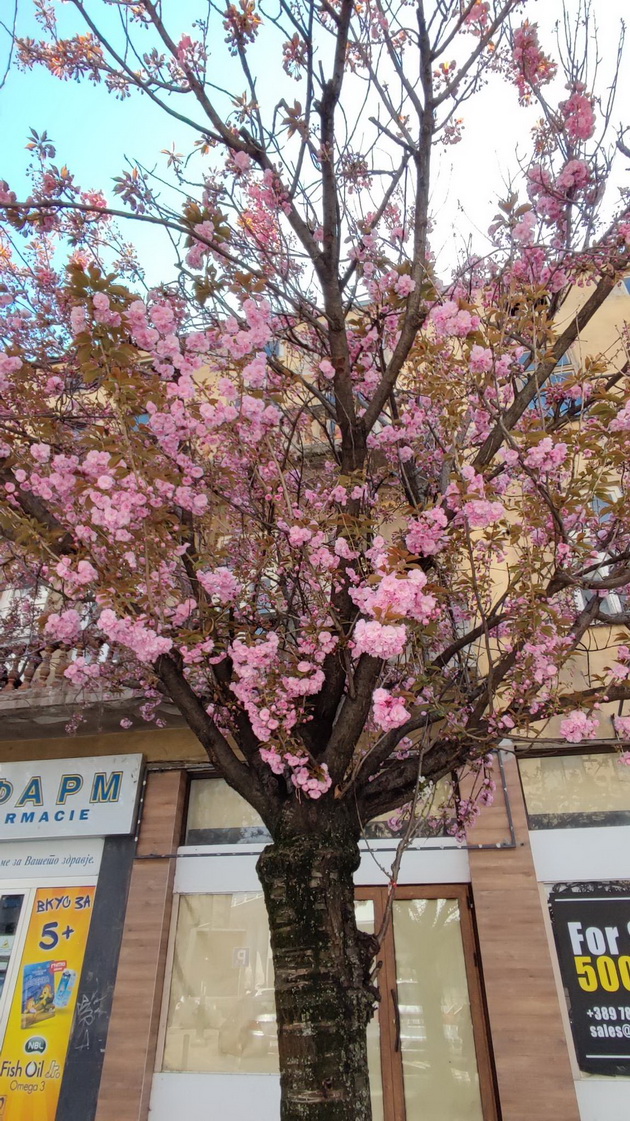 rascvetaa-japonskite-creshi-vo-skopje-rozova-rapsodija-vo-centarot-na-gradot-08.jpg