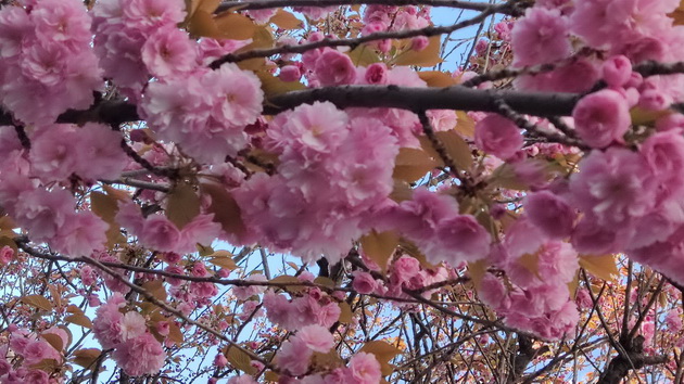 rascvetaa-japonskite-creshi-vo-skopje-rozova-rapsodija-vo-centarot-na-gradot-17.jpg