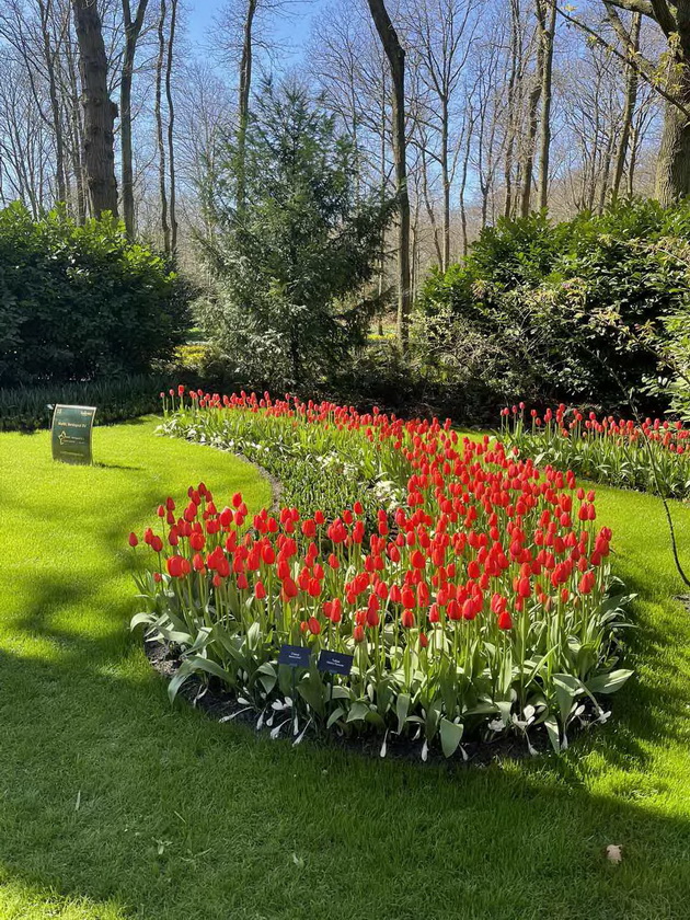 romantichno-zaprosuvanje-na-makedonka-vo-rajskata-gradina-na-lalinjata-keukenhof-vo-amsteredam-foto-06.jpg