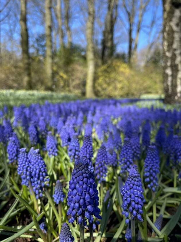 romantichno-zaprosuvanje-na-makedonka-vo-rajskata-gradina-na-lalinjata-keukenhof-vo-amsteredam-foto-08.jpg