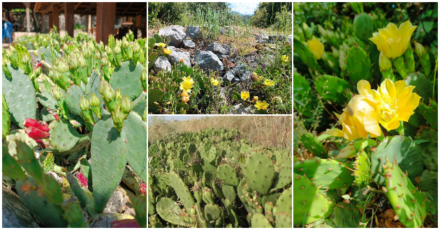 ne-e-meksiko-depir-kapija-e-dolinata-na-kaktusite-e-redok-priroden-fenomen-vo-makedonija-foto-01.jpg