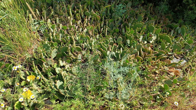 ne-e-meksiko-depir-kapija-e-dolinata-na-kaktusite-e-redok-priroden-fenomen-vo-makedonija-foto-07.jpg