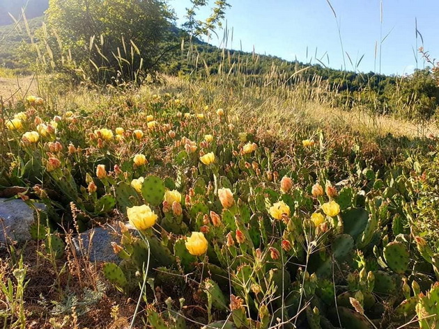 ne-e-meksiko-depir-kapija-e-dolinata-na-kaktusite-e-redok-priroden-fenomen-vo-makedonija-foto-09.jpg