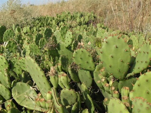 ne-e-meksiko-depir-kapija-e-dolinata-na-kaktusite-e-redok-priroden-fenomen-vo-makedonija-foto-10.jpg