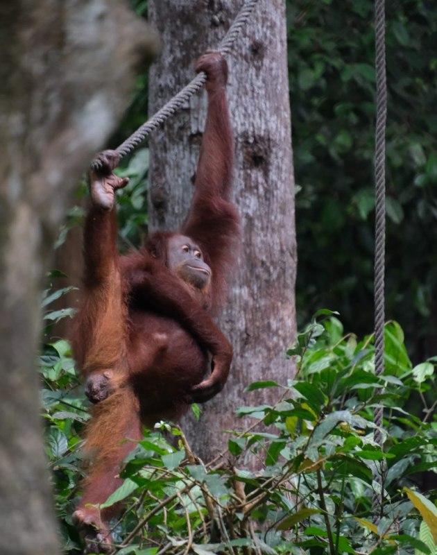 valentina nikolovska za patuvanjet vo malezija i borneo kuala lumpur me ostavi bez zdiv prestojuvavme kaj domorodno pleme i bevme vo centar za orangutani i najmali mecki vo svetot 24