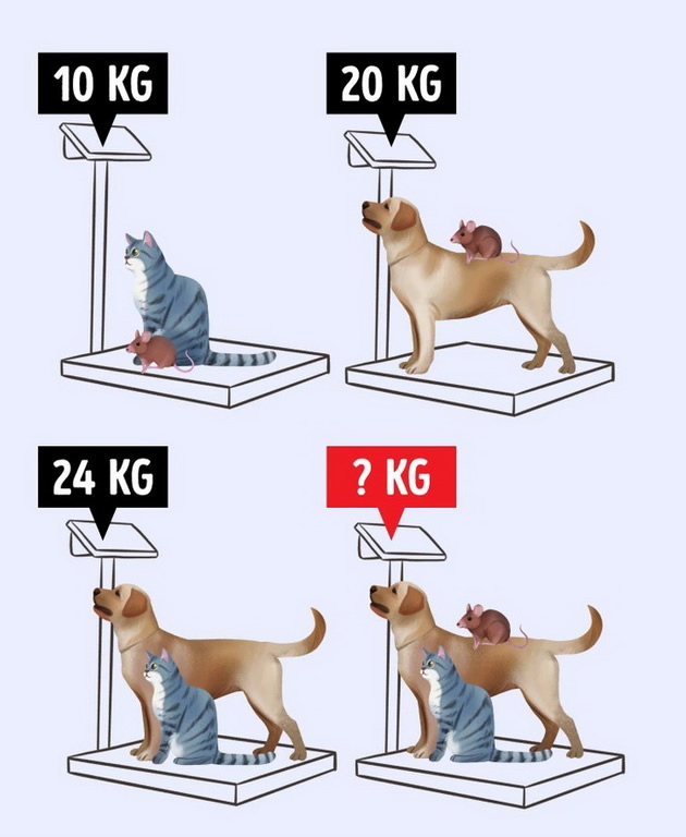 zadacha-za-matematichki-genijalci-kolku-tezhat-zhivotnite-02_copy.jpg