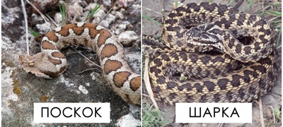 kako-da-prepoznaete-otrovni-zmii-i-kako-da-izbegnete-napad-povekje.jpg