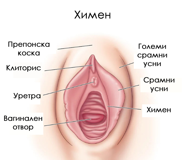 ako-celosno-ja-pokriva-vaginata-mora-da-se-operira-kaj-sekoja-zhena-ima-razlichna-forma-fakti-za-himenot-03.jpg