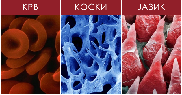 kako-izgledaat-nas-kako-izgledaat-delovi-od-nasheto-telo-pod-mikroskop-hite-organi-pod-mikroskop-01.jpg