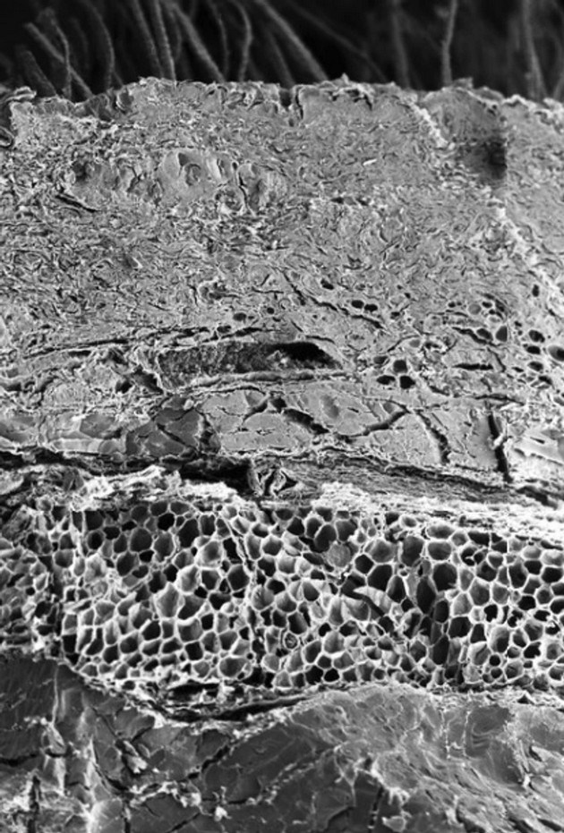 kako-izgledaat-nashite-organi-pod-mikroskop-06.jpg
