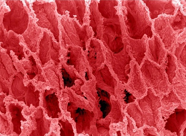 kako-izgledaat-nashite-organi-pod-mikroskop-07.jpg