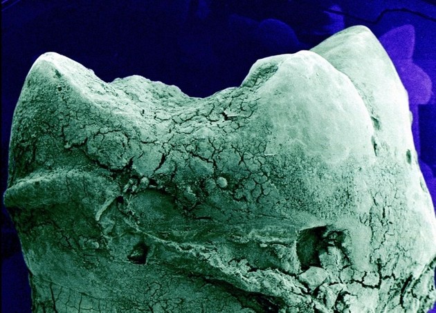 kako-izgledaat-nashite-organi-pod-mikroskop-11.jpg