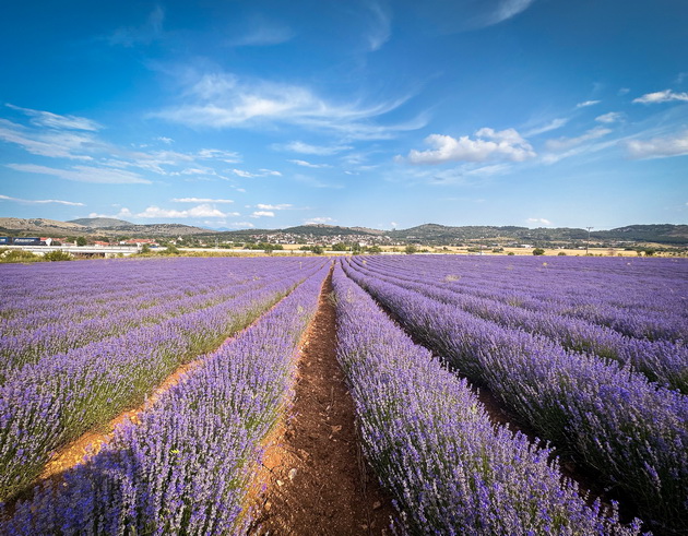 ne-e-provansa-grcija-e-makedonka-pozira-srede-nedogledni-polinja-lavanda-foto-07.jpeg