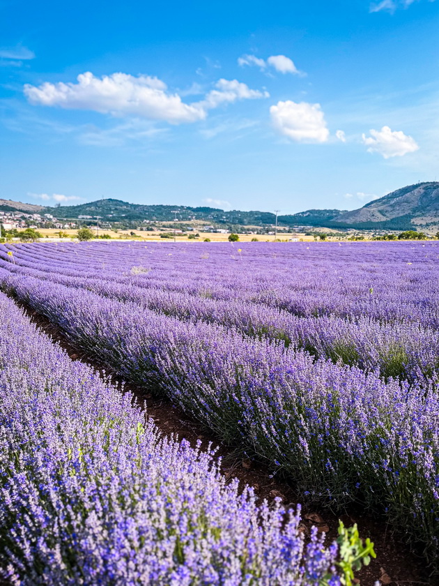 ne-e-provansa-grcija-e-makedonka-pozira-srede-nedogledni-polinja-lavanda-foto-09.jpeg