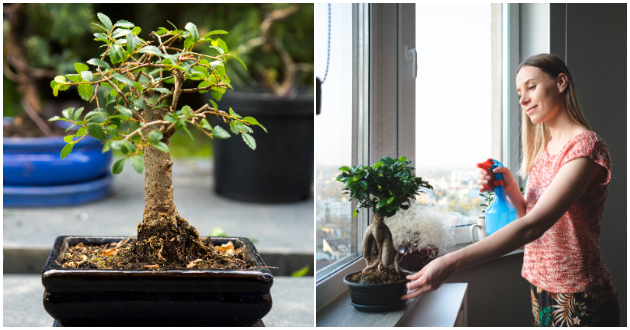 vodich-za-ljubitelite-na-bonsai-shest-soveti-koi-kje-vi-bidat-od-korist-01.jpg