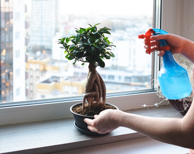 vodich-za-ljubitelite-na-bonsai-shest-soveti-koi-kje-vi-bidat-od-korist-02.jpg