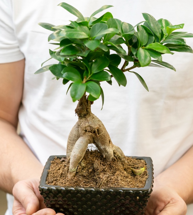 vodich-za-ljubitelite-na-bonsai-shest-soveti-koi-kje-vi-bidat-od-korist-03.jpg