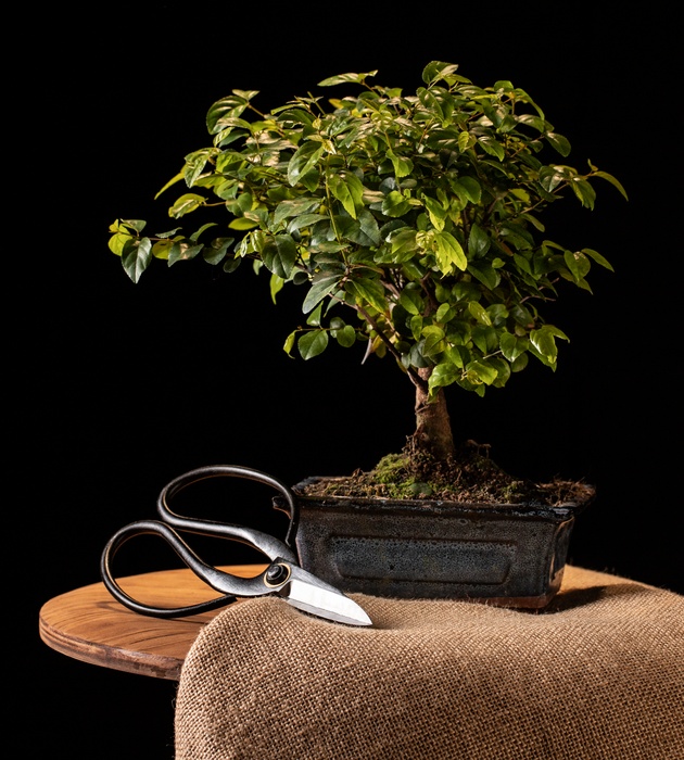 vodich-za-ljubitelite-na-bonsai-shest-soveti-koi-kje-vi-bidat-od-korist-05.jpg