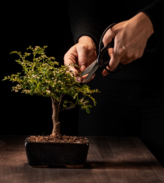 vodich-za-ljubitelite-na-bonsai-shest-soveti-koi-kje-vi-bidat-od-korist-06.jpg