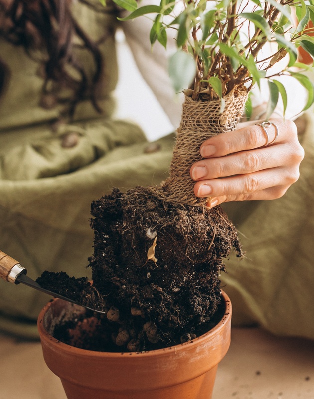 vodich-za-ljubitelite-na-bonsai-shest-soveti-koi-kje-vi-bidat-od-korist-09.jpg