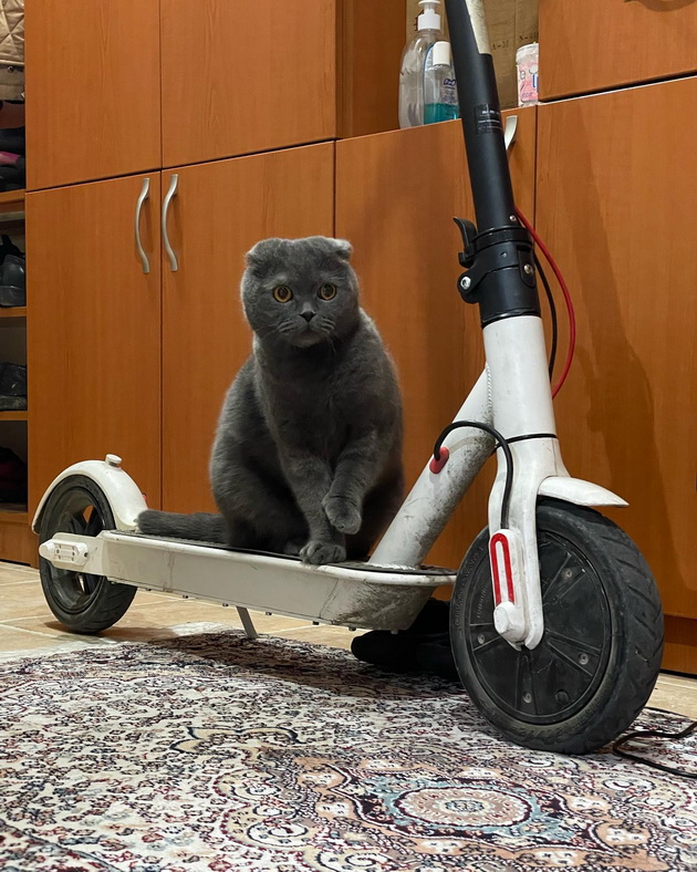 driton-od-chair-ja-chuva-prvata-shkotska-machka-vo-makedonija-obi-e-mnogu-krotok-no-ne-saka-lugjeto-da-go-zakachaat-05.jpg
