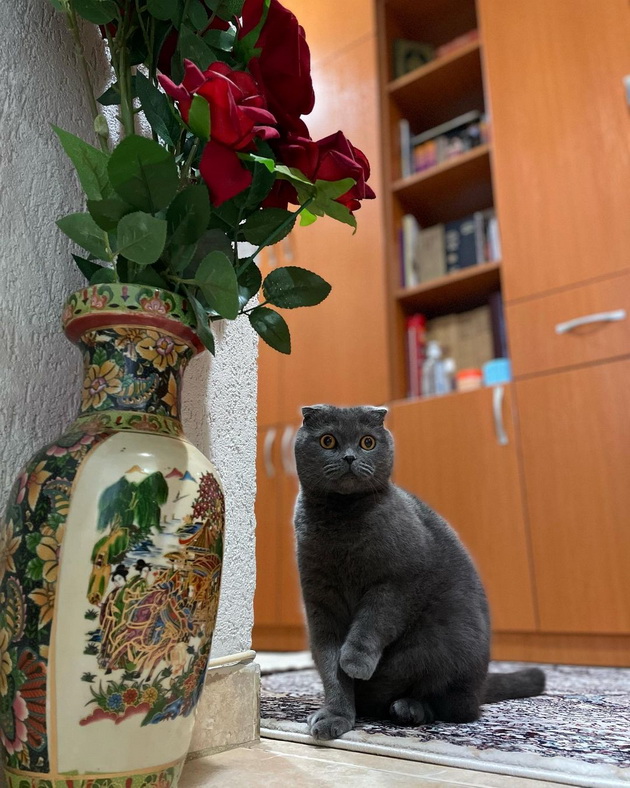 driton-od-chair-ja-chuva-prvata-shkotska-machka-vo-makedonija-obi-e-mnogu-krotok-no-ne-saka-lugjeto-da-go-zakachaat-11.jpg