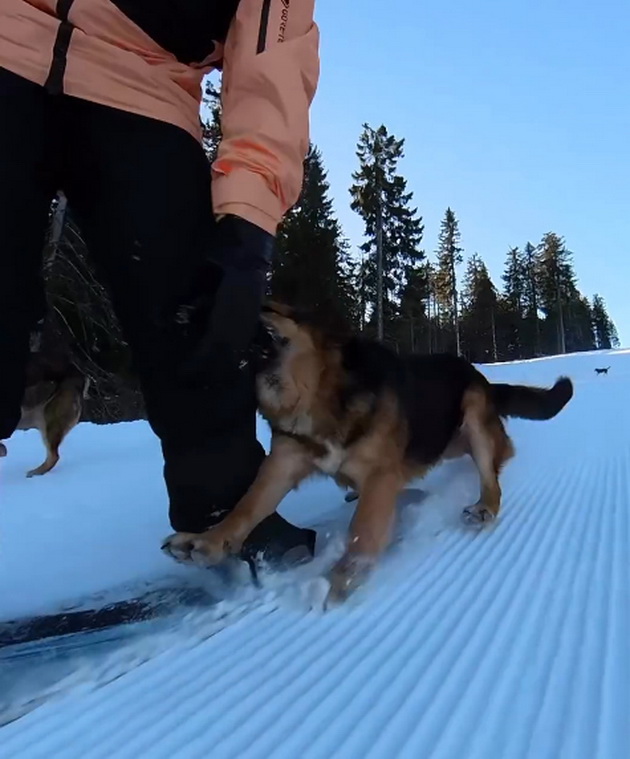 makedonec-spodeli-voznemiruvachko-video-kako-beshe-napadnat-od-kuche-dodeka-skija-03.jpg