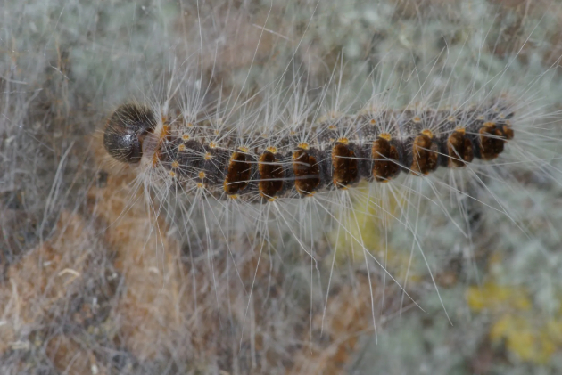 mislel-deka-ima-srcev-udar-no-bila-reakcija-na-larva-akterot-od-50-shades-of-grey-itno-hospitaliziran-07.jpg