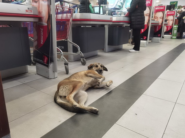 bravo-vraboteni-vo-skopski-market-zgrizhija-kuche-skitnik-go-hranat-i-chuvaat-od-studot-03.jpg