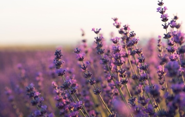 soveti-za-odgleduvanje-lavanda-kakvi-uslovi-bara-i-kako-da-ja-odgleduvate-vo-saksija-02.jpg