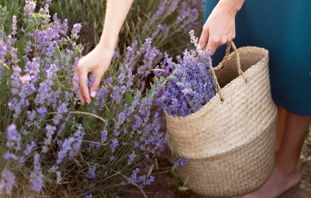 soveti-za-odgleduvanje-lavanda-kakvi-uslovi-bara-i-kako-da-ja-odgleduvate-vo-saksija-04.jpg