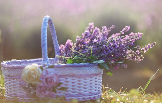 soveti-za-odgleduvanje-lavanda-kakvi-uslovi-bara-i-kako-da-ja-odgleduvate-vo-saksija-05.jpg