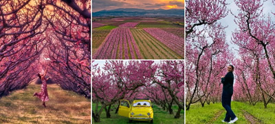 nedogledni-polinja-od-rascvetani-praski-vo-grcija-se-najubavata-gletka-vo-mart-foto-povekje01.jpg