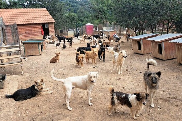 bravo-mazh-od-srbija-se-grizhi-za-nad-1-500-bezdomni-kuchinja-vo-negoviot-shelter02.jpg